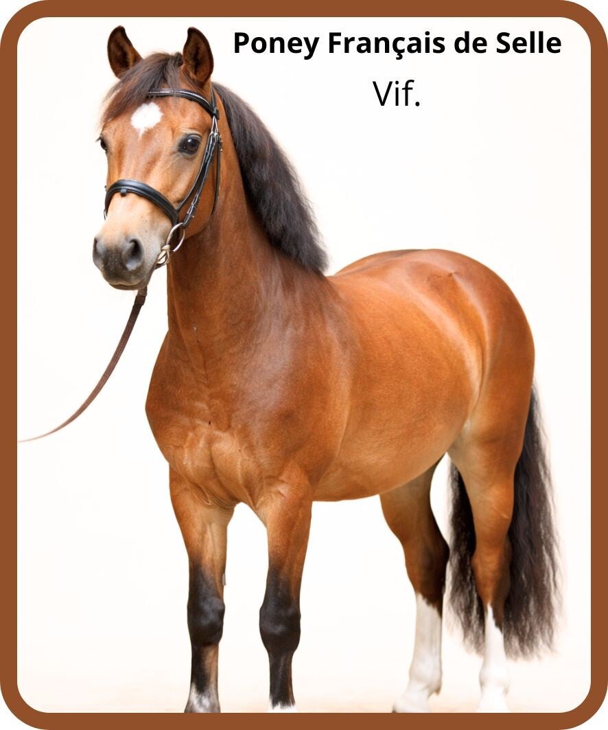 poney