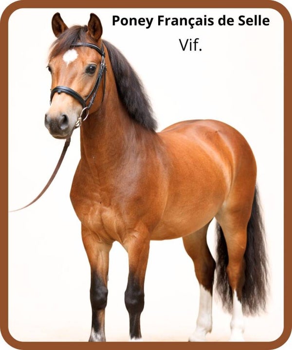 poney