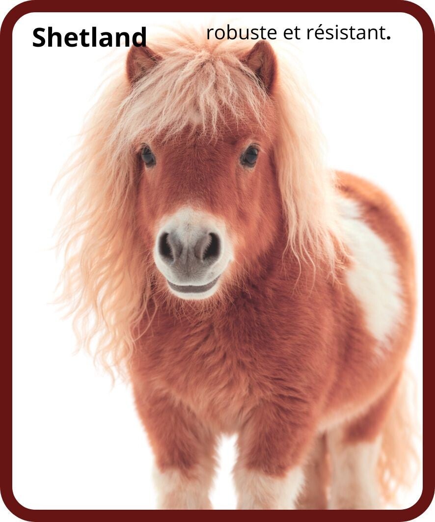 poney