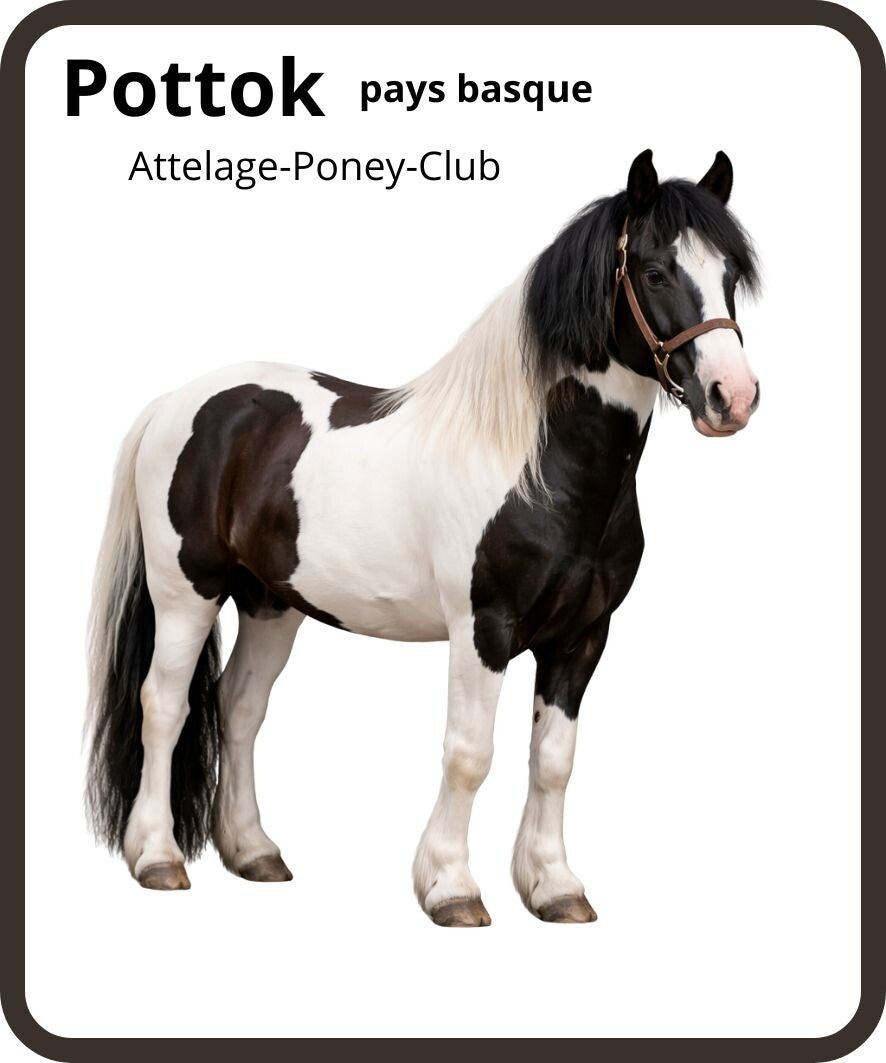 poney