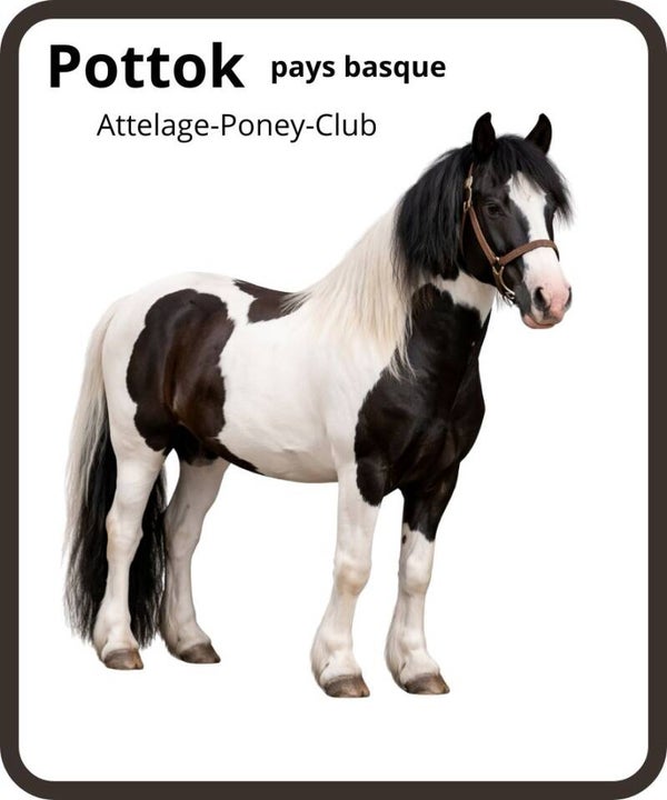 poney