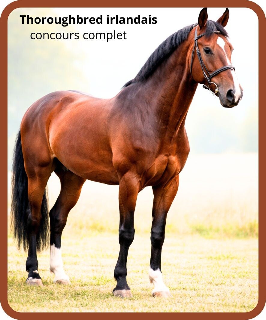 chevaux