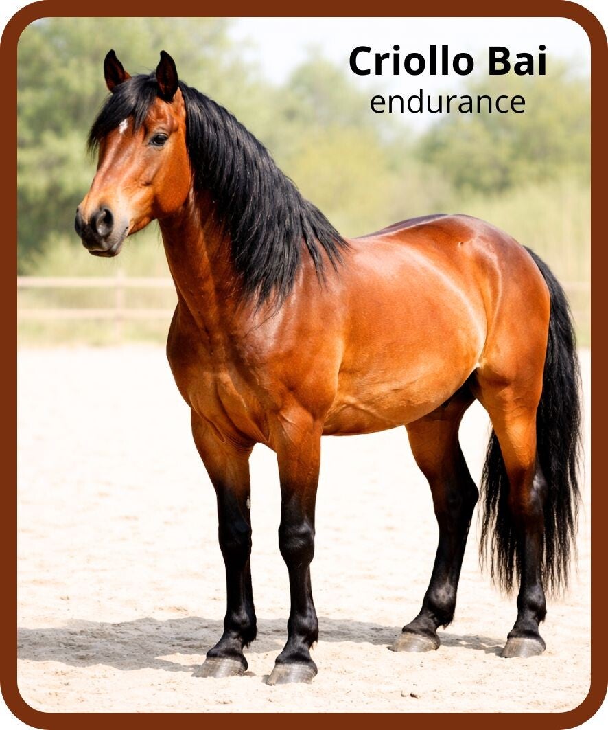 chevaux