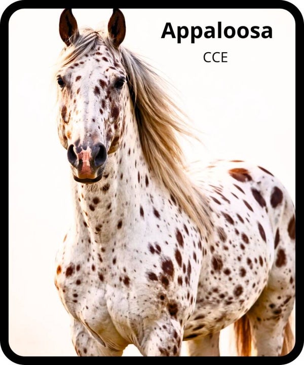 chevaux