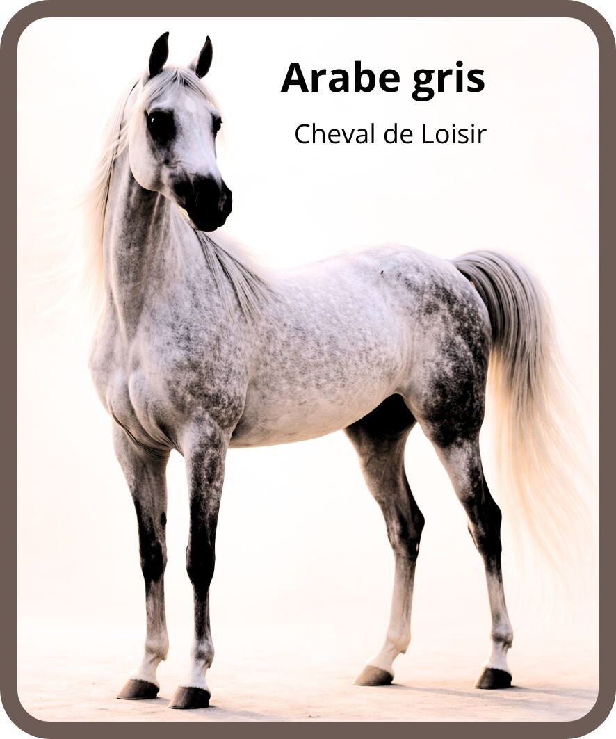 chevaux