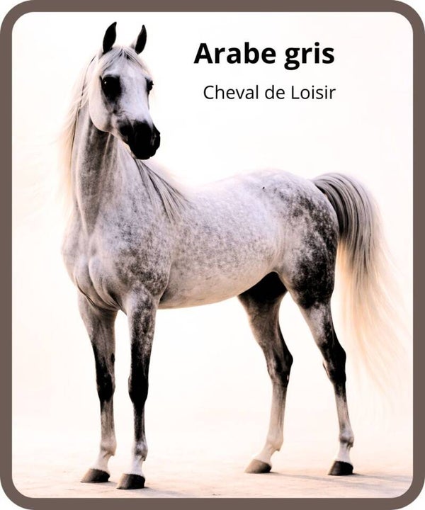 chevaux