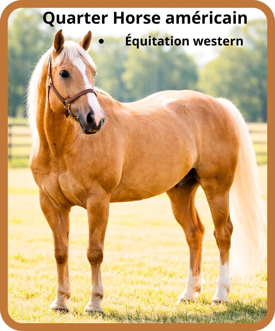 chevaux