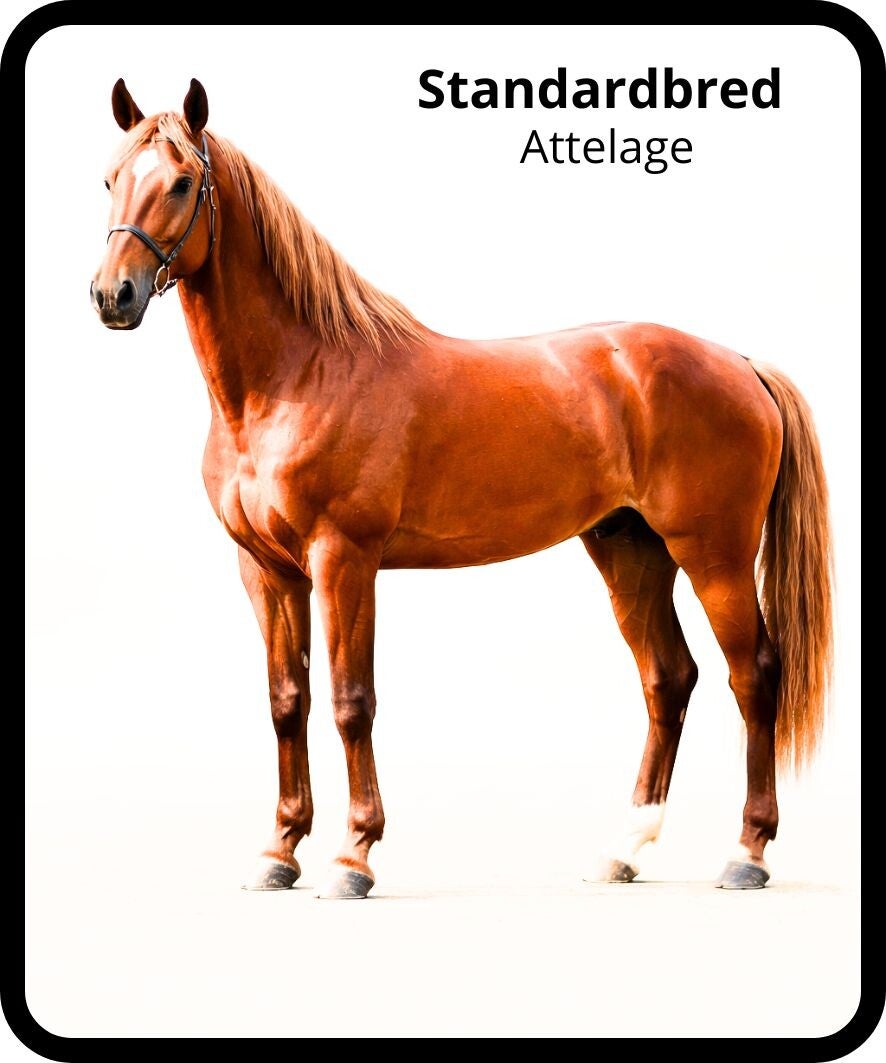 chevaux