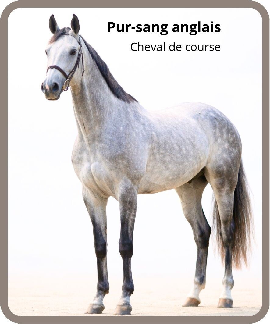 chevaux