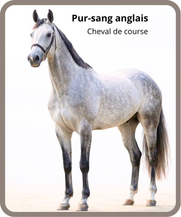 chevaux