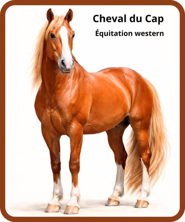 chevaux.