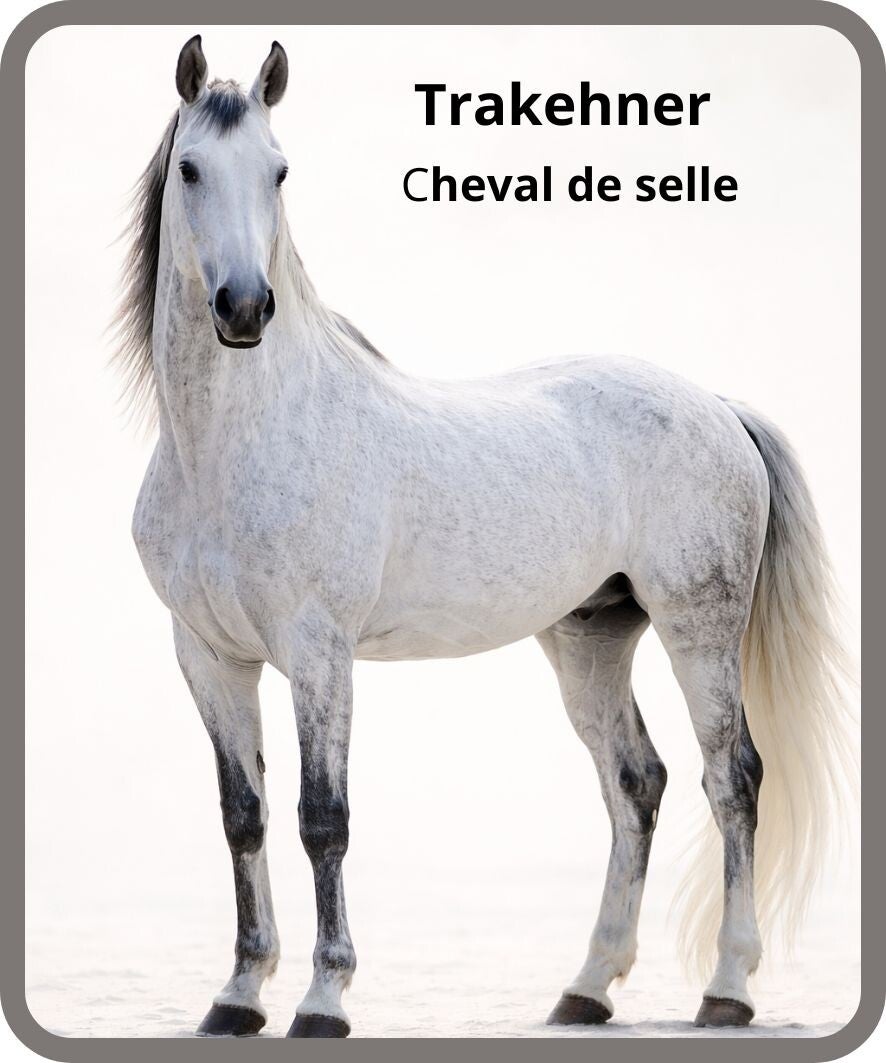 chevaux.