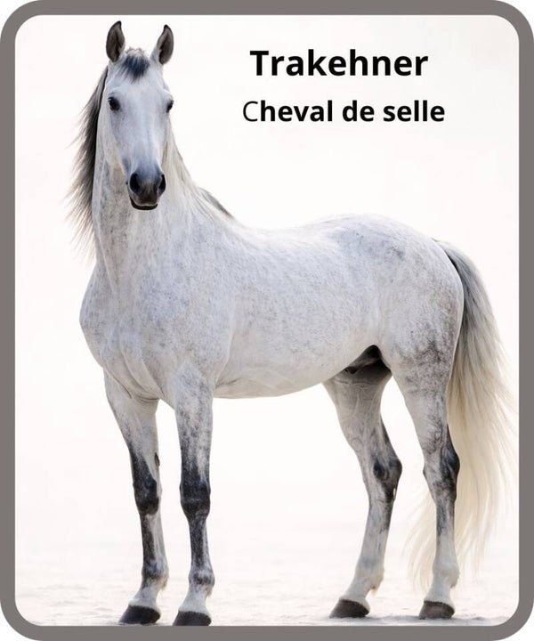 chevaux.