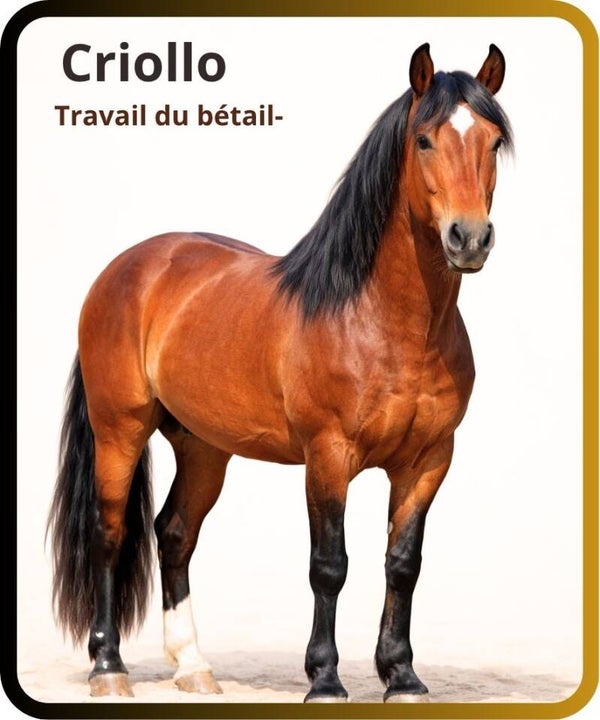 chevaux.