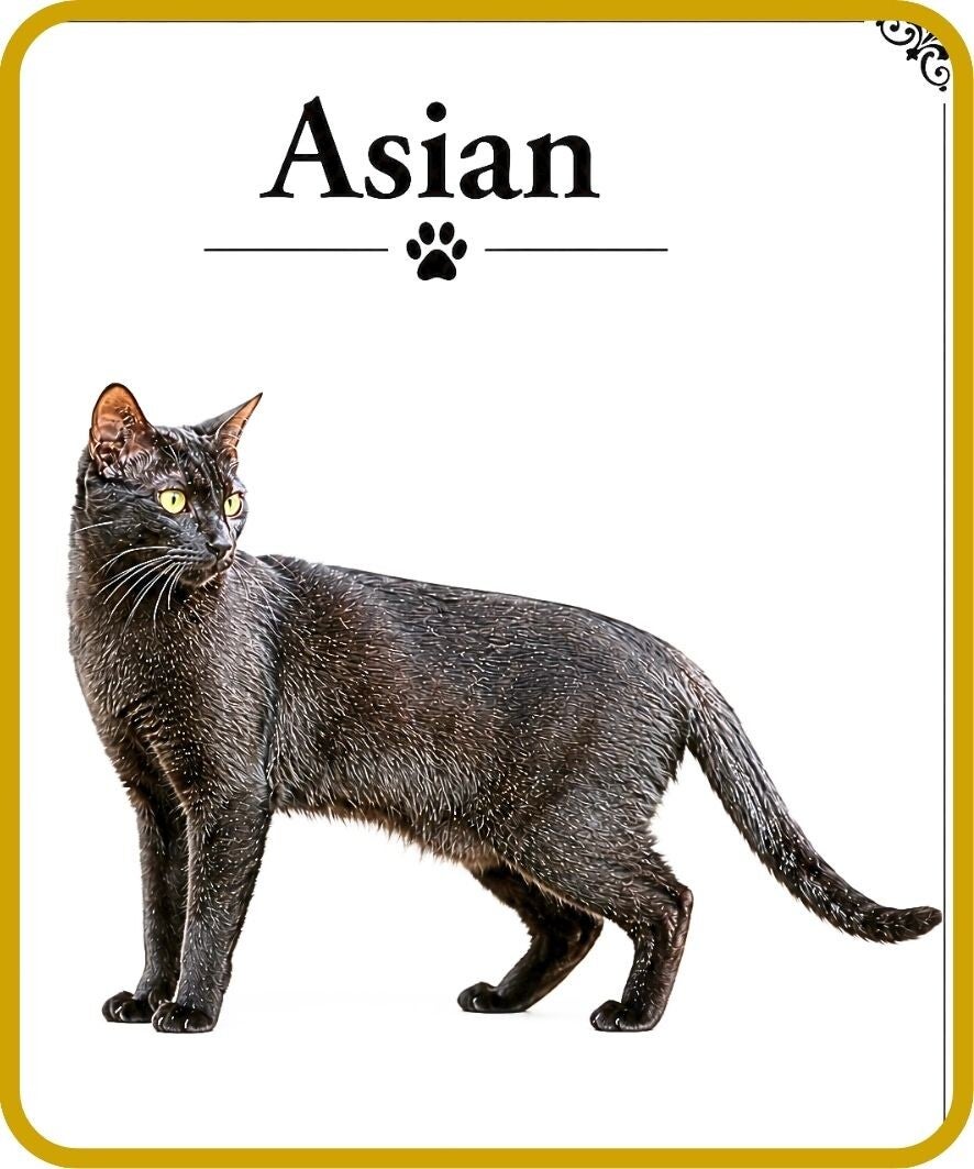 chats