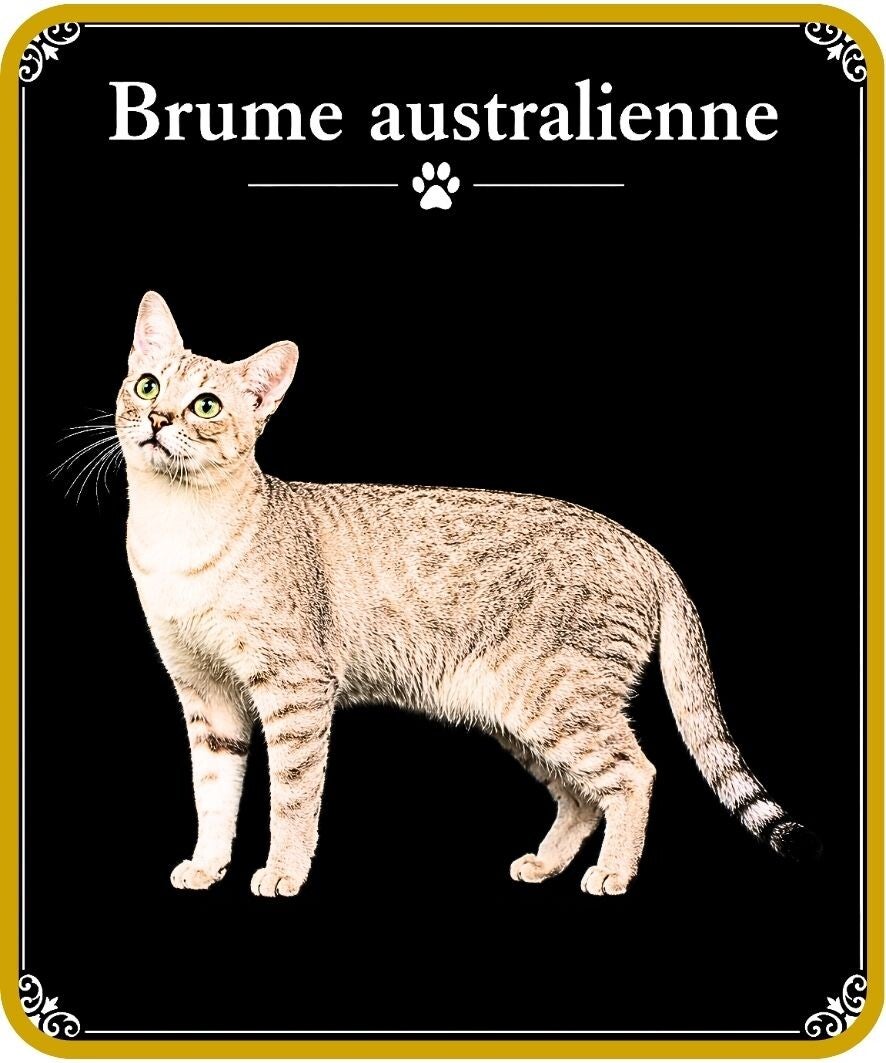 chats