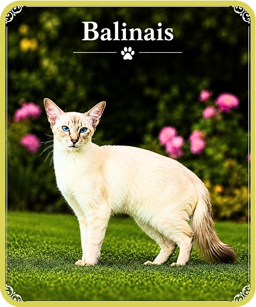 chats