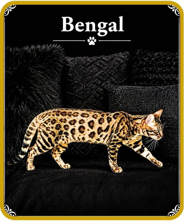 chat