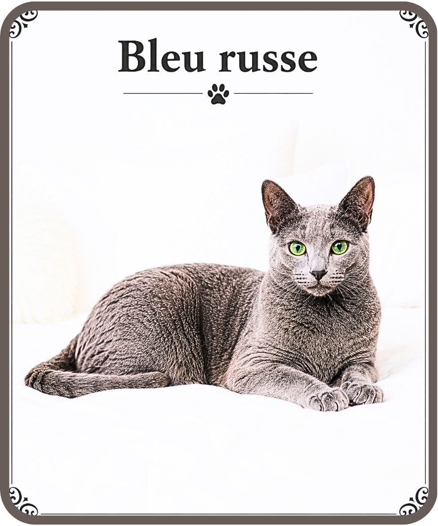 chats