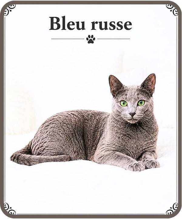 chats