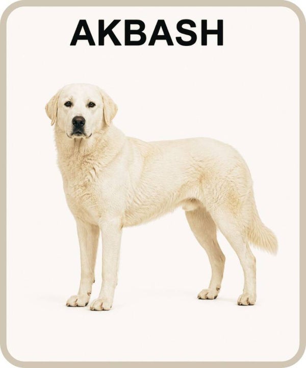 chien
