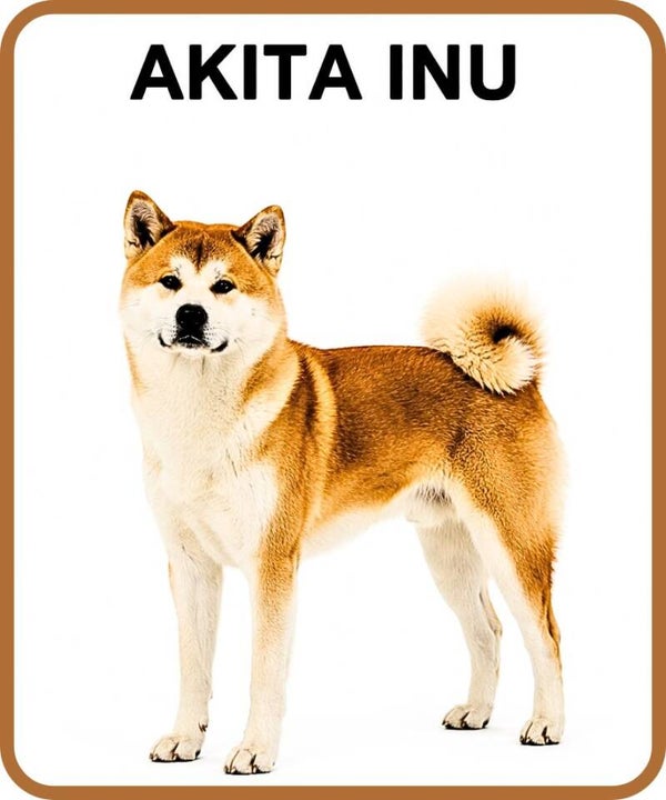 chien