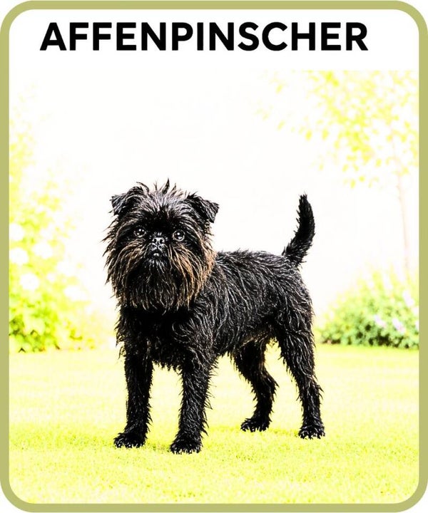 chien