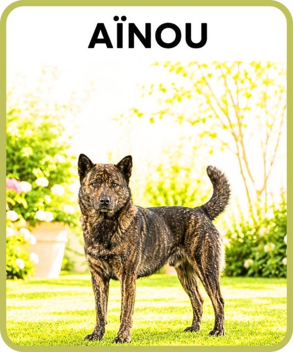 chien