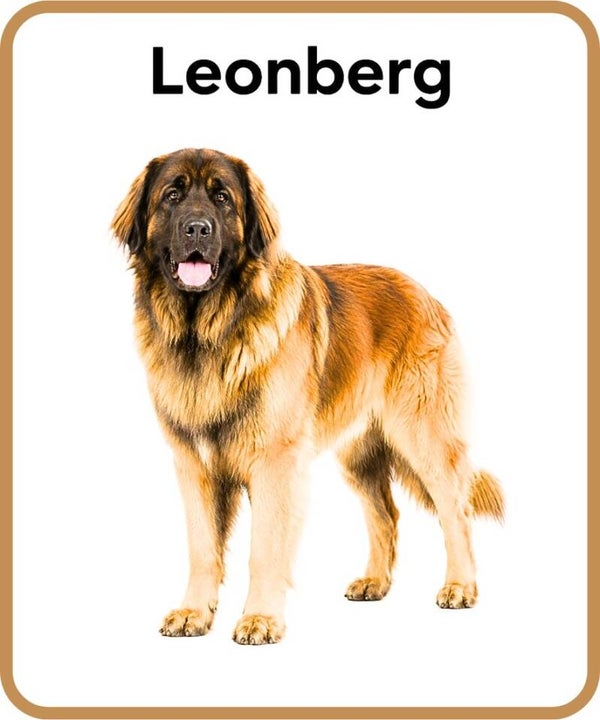 chien