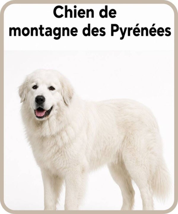 chien