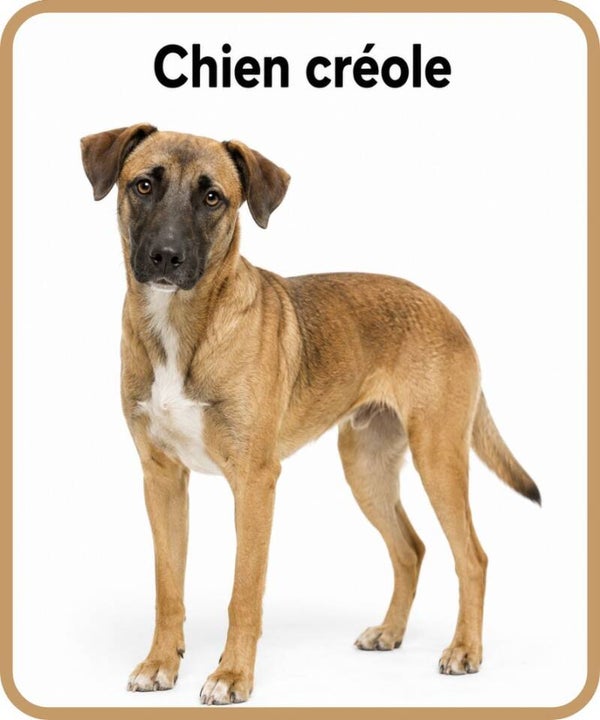 chien