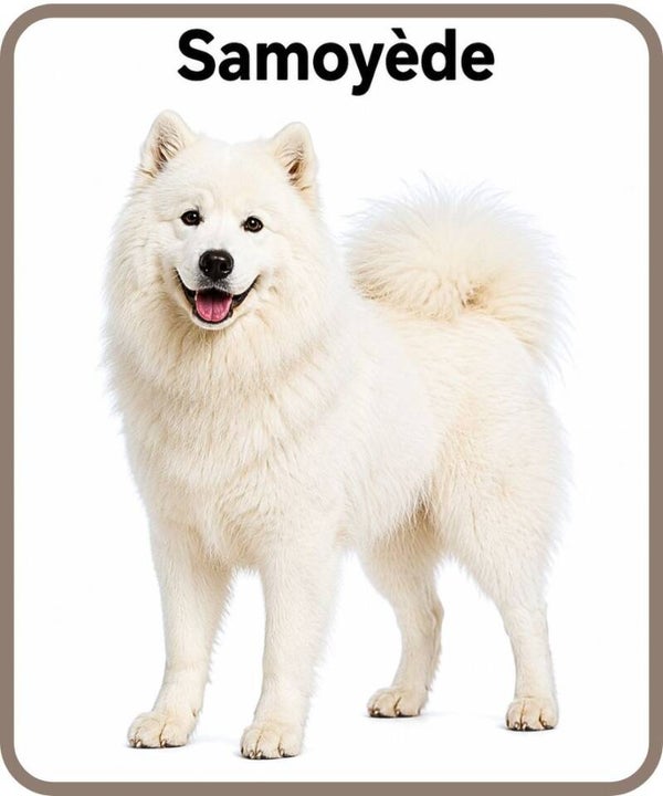 chien