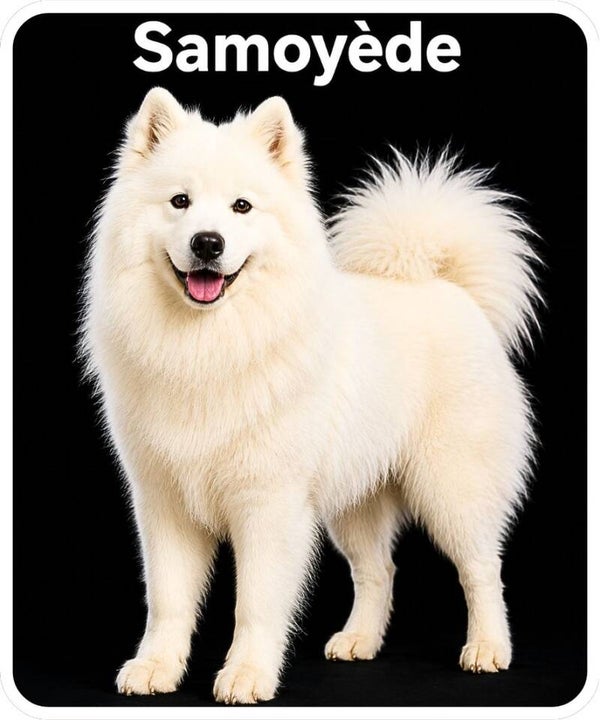 chien