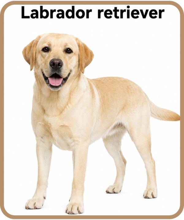 chien