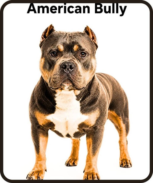chien