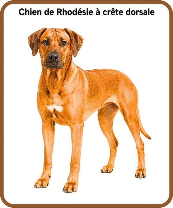 chien