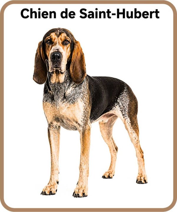 chien