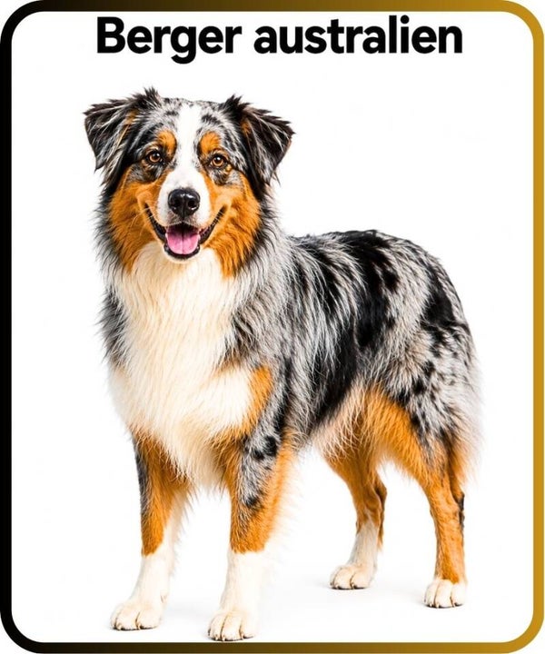 chien