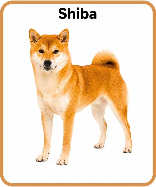 chien