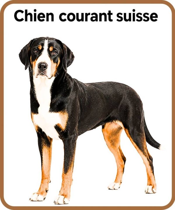 chien