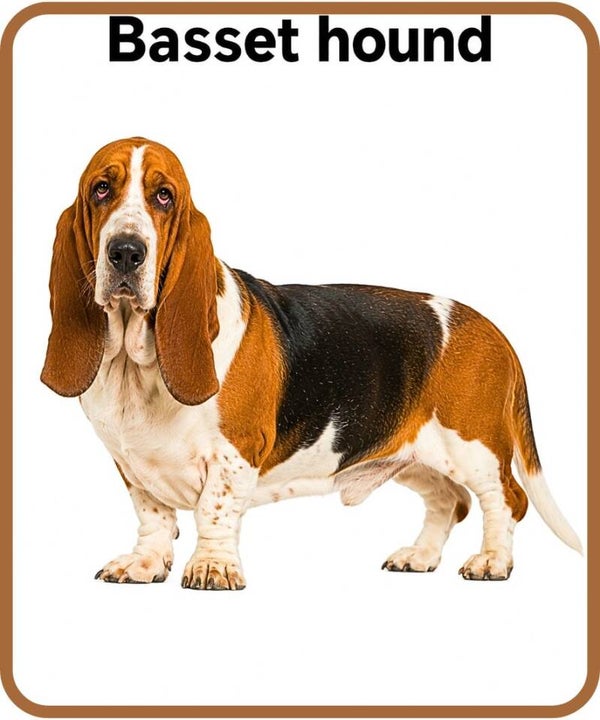 chien