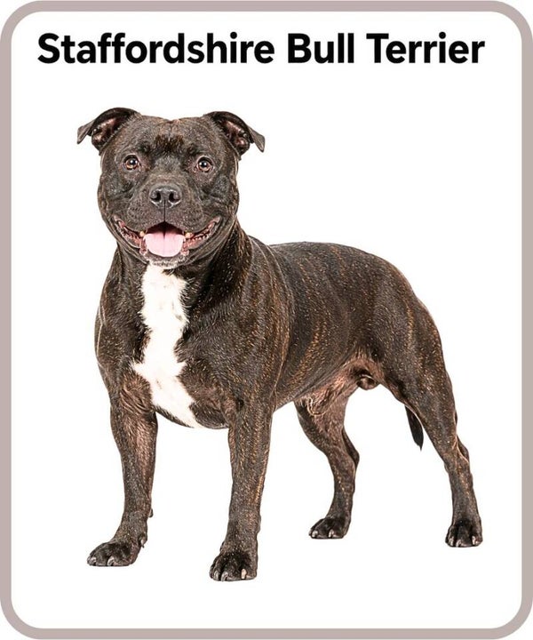 chien