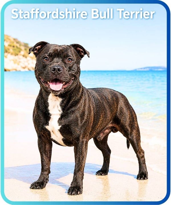 chien