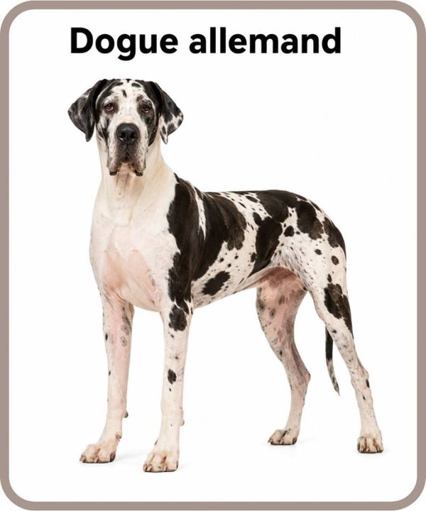 chien