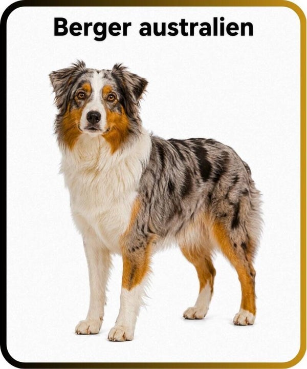 chien