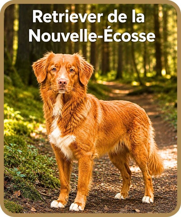 chien