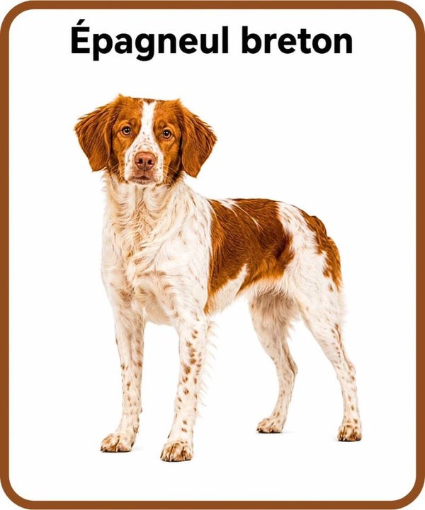 chien