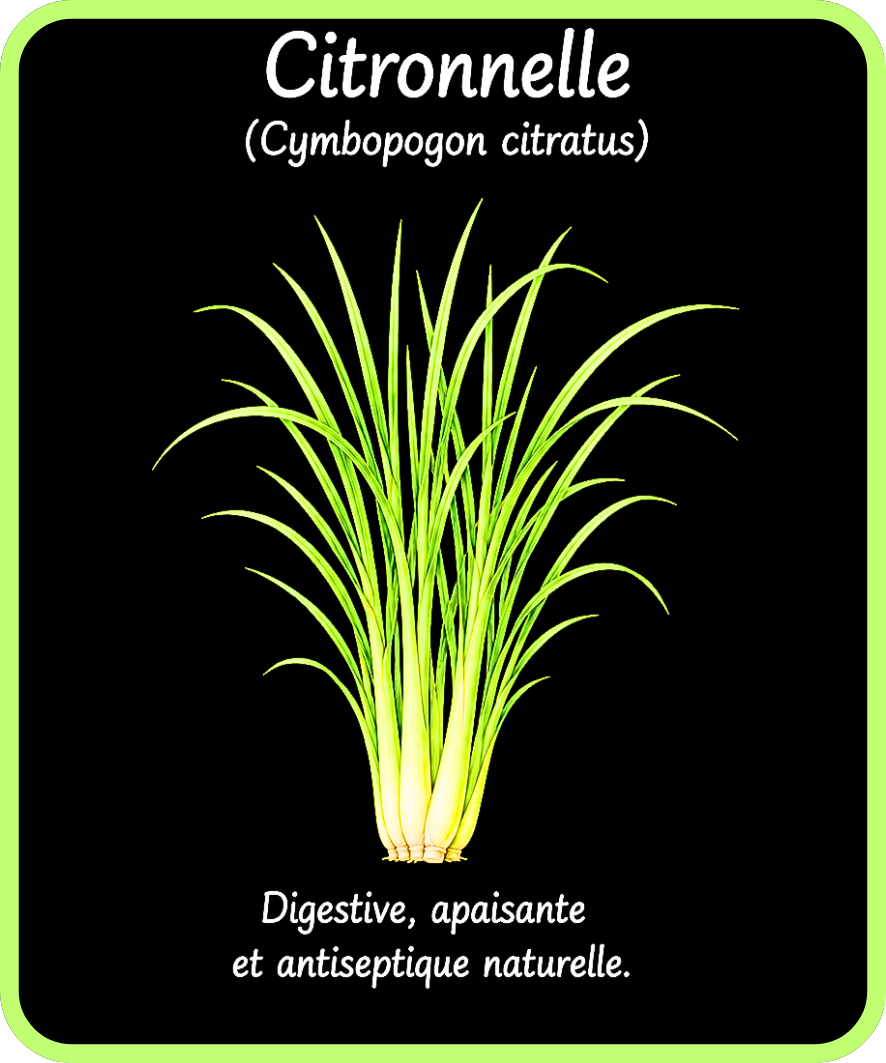 plantes médicinales