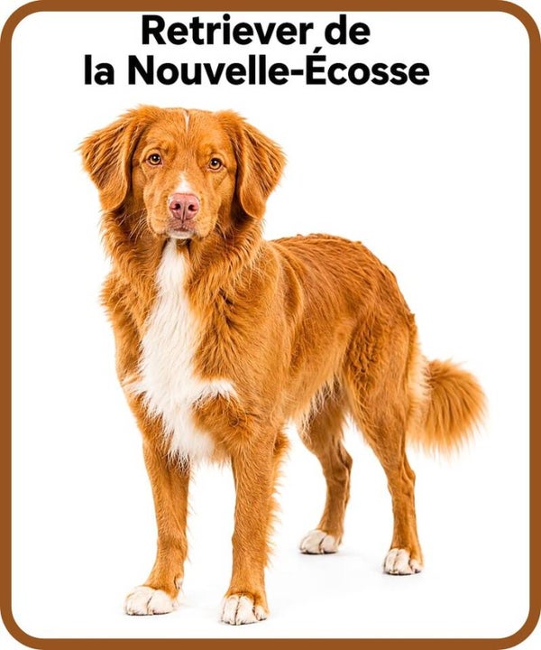 chien