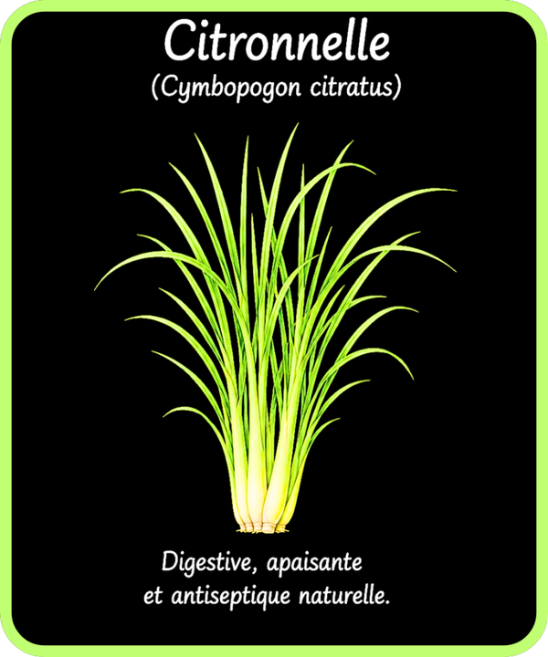 plantes médicinales